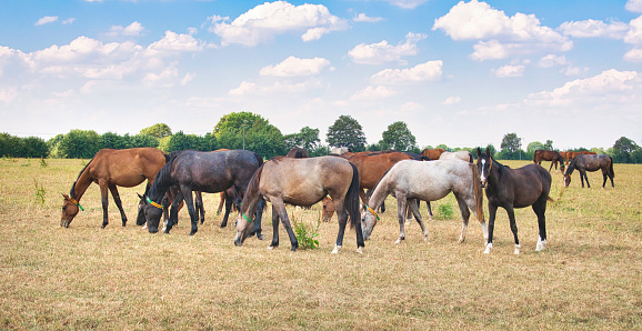 A herd of horses graze on the dry pasture