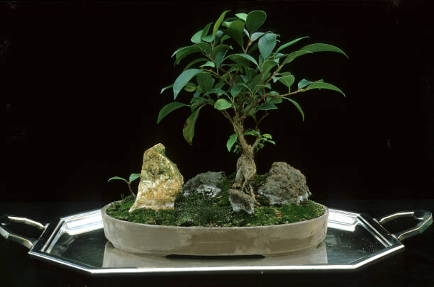 Bonsai Banyan Tree chinese banyan bonsai stock pictures, royalty-free photos & images