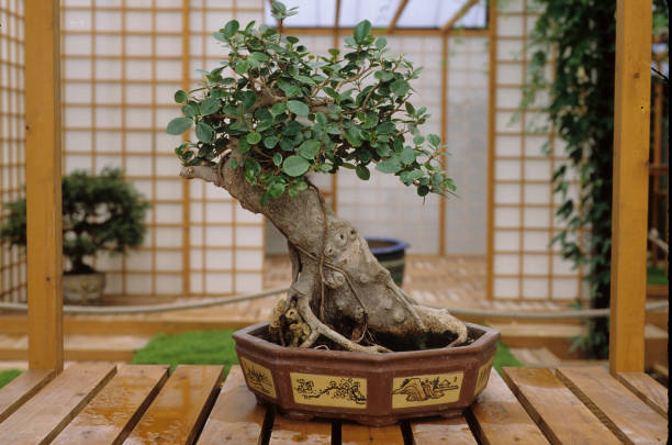 Bonsai Banyan Tree chinese banyan bonsai stock pictures, royalty-free photos & images