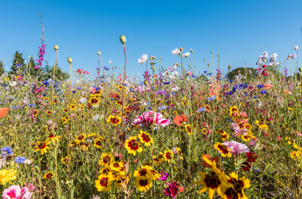 prato con fiori selvatici in fiore in colori vivaci - wildflower foto e immagini stock