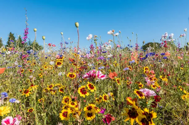 Photo of Meadow with blooming wildflowers in vibrant colors