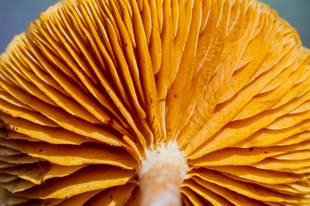 istock Close-up Common Rustgill Mushrooms in a Pine Forest Plantation 1266927391