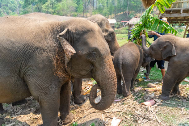 istock Thai elephant and his family 1266927593