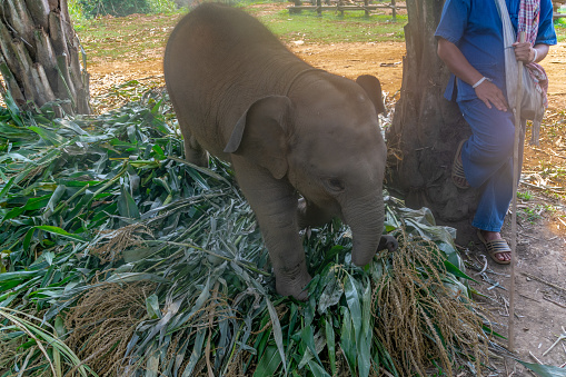 baby elephant and its parent at Phuket elephant sanctuary