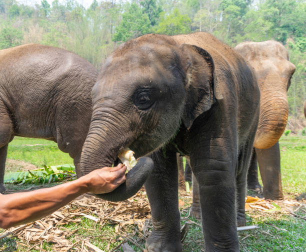 istock Baby elephants in Chiang Mai, Thailand. 1266927767