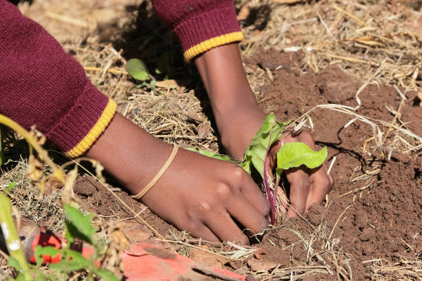 istock African child hands planting vegetables in soil 1266928356