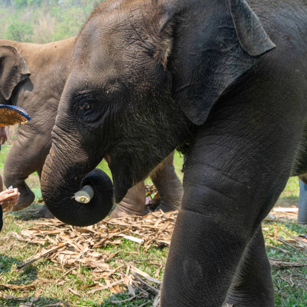 istock Baby elephants in Chiang Mai, Thailand. 1266928407