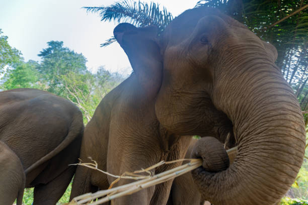 istock Elephants in Chiang Mai, Thailand. 1266928445
