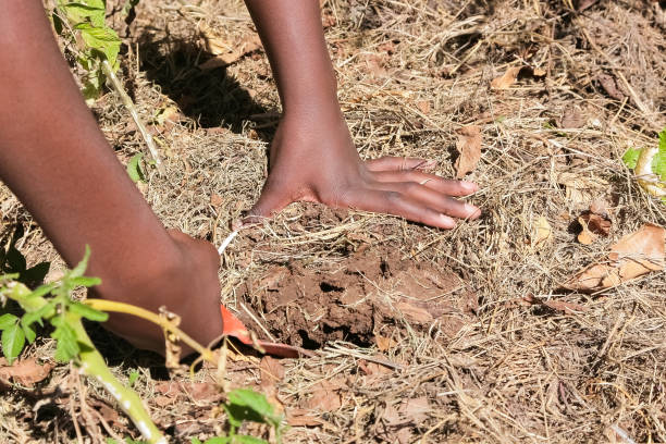 istock African child hands planting vegetables in soil 1266928468