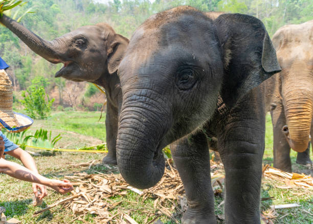 istock Thai elephant and his family 1266928609