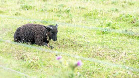 A black sheep in a field in Cornwall, England