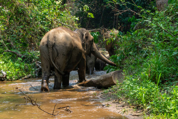 istock Elephants in Chiang Mai, Thailand. 1266928687