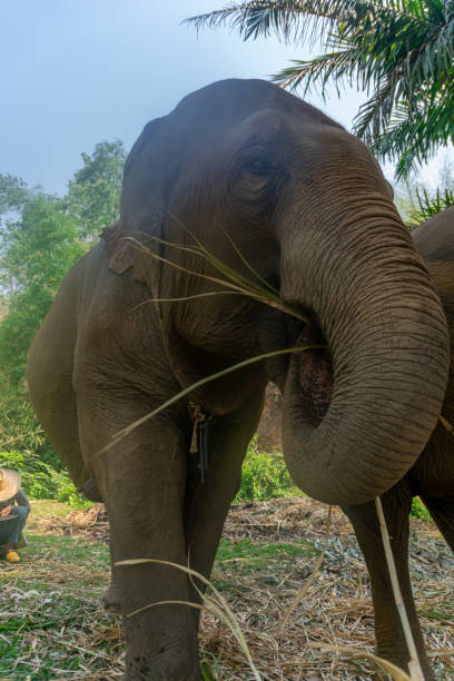 istock Elephants in Chiang Mai, Thailand. 1266928696