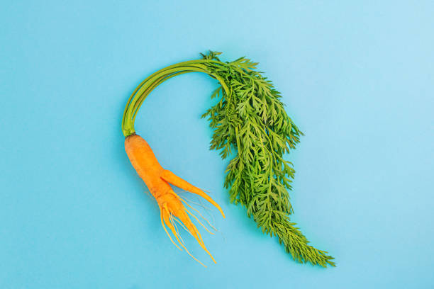 istock Strange funny shaped carrots on a blue background. 1266928731