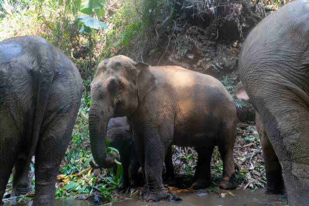 istock Elephants in Chiang Mai, Thailand. 1266928742