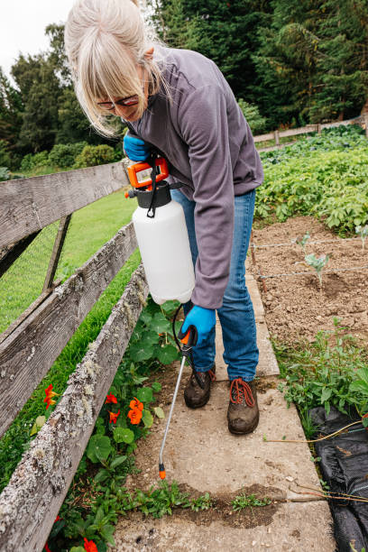 Spraying weeds Spraying weeds in a domestic garden. backpack sprayer stock pictures, royalty-free photos & images