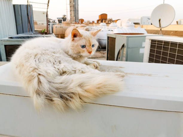 istock homeless innocent cat is sitting outside 1266930082