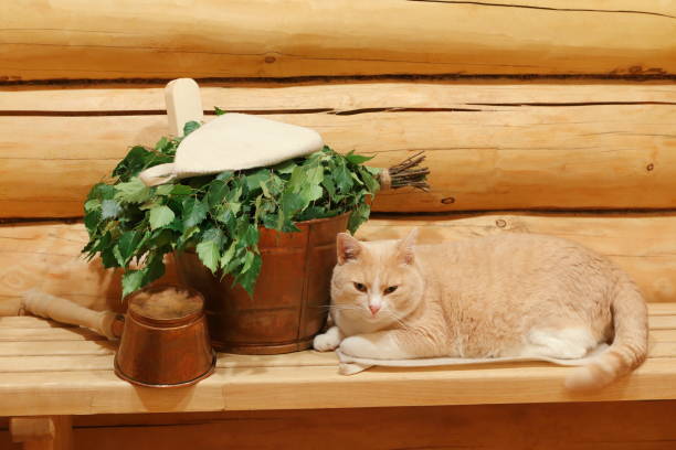a red cat in sauna. - wooden hub imagens e fotografias de stock