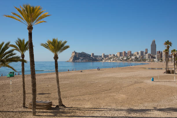 istock Palm trees Spanish Costa Blanca beach Benidorm Spain 1266932621