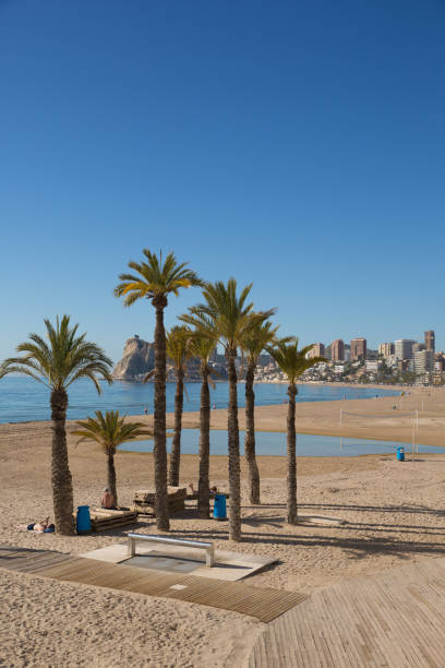 istock Benidorm palm trees on the beach Spain Costa Blanca 1266932626