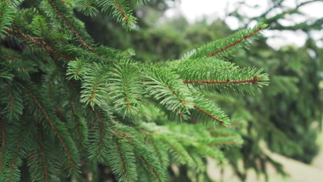 Christmas tree needles on a branch