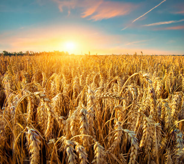 istock Field of Golden wheat 1266936402
