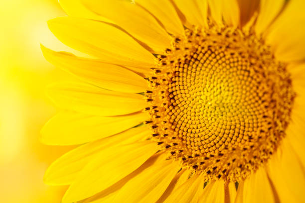 girasole - flower single flower macro focus on foreground foto e immagini stock