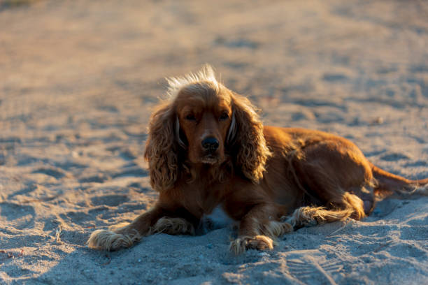 istock Cocker spaniel dog sitting in the sand on the seafront. 1266940893
