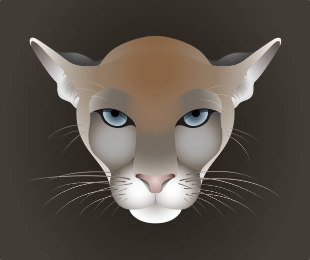 Puma, cougar vector portrait isolated on dark background Puma, cougar, mountain lion, catamount vector portrait isolated on dark background, front view czech lion stock illustrations