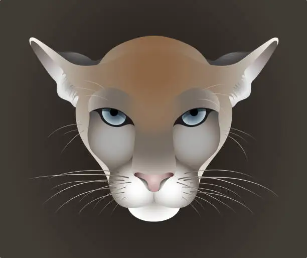 Vector illustration of Puma, cougar vector portrait isolated on dark background