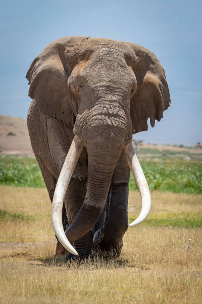 testa verticale su un toro elefante adulto con lunghe zanne bianche e gambe bagnate che camminano nelle pianure erbosi del parco nazionale di amboseli in kenya - zanna foto e immagini stock