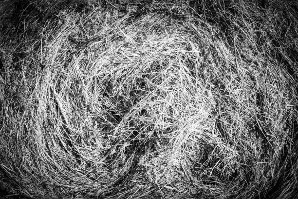 istock Closeup of golden hay roll circular haystack showing straw texture 1266942929