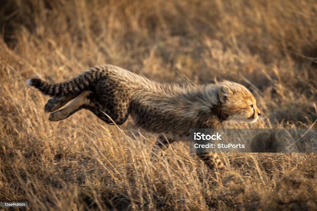 Small Cheetah Cub Running Fast In Tall Winter Yellow Grass In Serengeti  Tanzania Stock Photo - Download Image Now - iStock