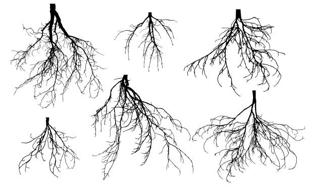 satz von nackten wurzeln von verschiedenen bäumen. vektor-illustration. - naked tree stock-grafiken, -clipart, -cartoons und -symbole