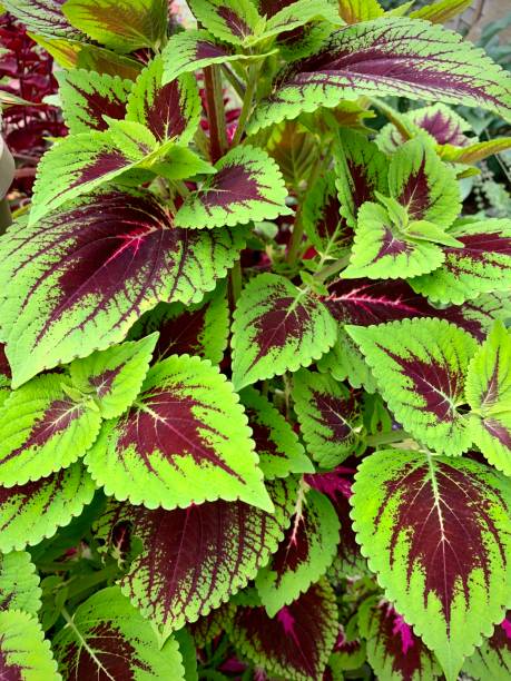 istock Coleus scutellarioides plant 1266944780