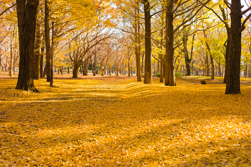 Colorful autumn treetops in fall forest with blue sky.