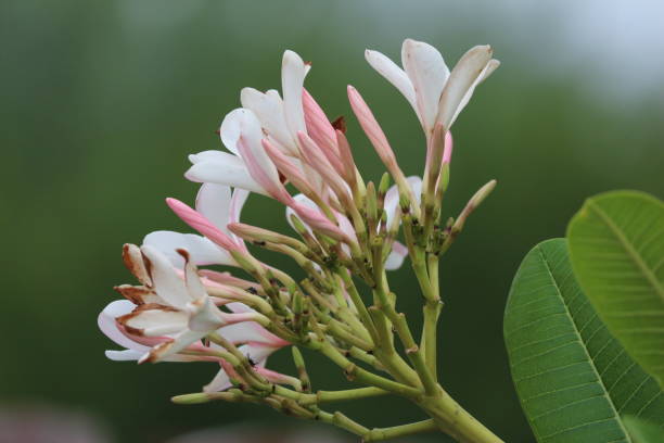 flores - tree magnolia vibrant color close up fotografías e imágenes de stock