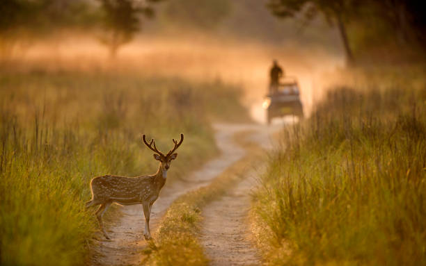 Spotted Deer, Axis axis,  Dhikala, Jim Corbett National Park, Uttrakhand, India Spotted Deer, Axis axis,  Dhikala, Jim Corbett National Park, Uttrakhand, India doe photos stock pictures, royalty-free photos & images