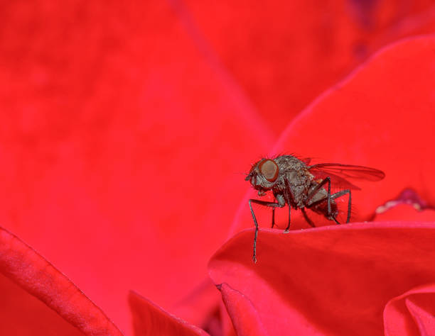 istock Fly on Rose Petal closeuo pf eyes, Sikkim, India 1266946938