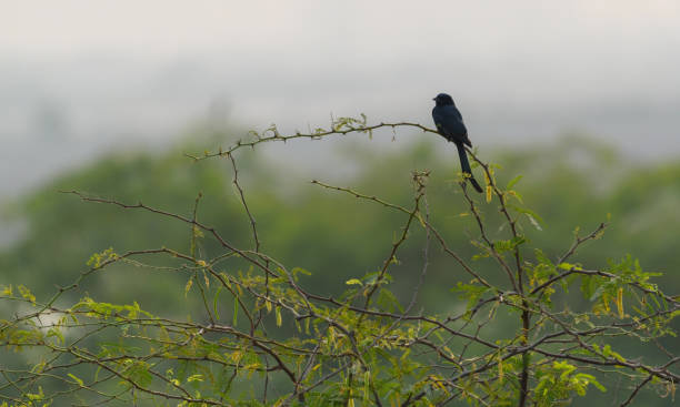 istock Shot of bird perched on branch 1266948437