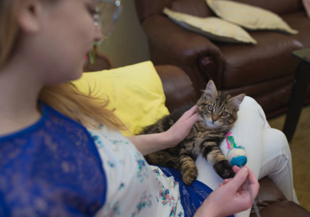 istock Woman sitting on a sofa and playing with Maine Coon kitten 1266949657