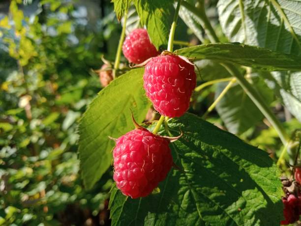 istock raspberry bush close-up, screensaver for a computer, macro photography of raspberries, raspberry color, photographer Kravtsov. 1266949956