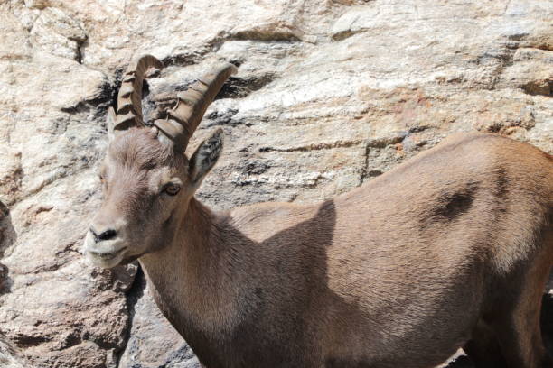 istock Alpine steinbock in Italian mountains 1266950470