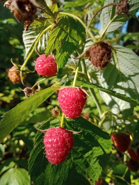 istock raspberry bush close-up, screensaver for a computer, macro photography of raspberries, raspberry color, photographer Kravtsov. 1266950474