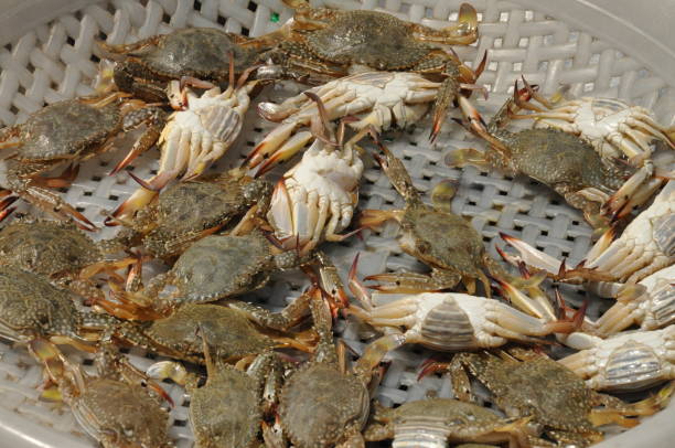 istock Sea food 1266950880