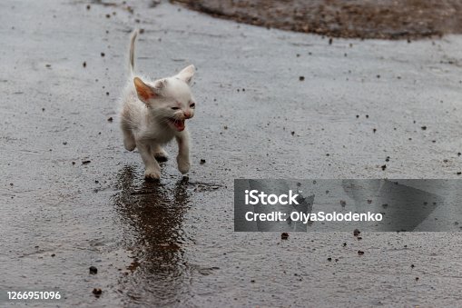 500 Animal Rain Shelter Stock Photos, Pictures & Royalty-Free Images -  iStock