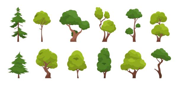 1910.m30.i010.n042.P.c25.1439415692 Cartoon tree. Simple flat forest flora, coniferous and deciduous trees, oak pine Christmas tree isolated plants. Vector set Cartoon tree. Simple flat forest flora, coniferous and deciduous meadow trees, oak pine Christmas tree isolated plants. Vector set illustration agricultural garden and nature park plant tree stock illustrations