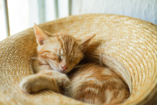 istock Little cute ginger kitten sleeps in a straw hat 1266951786