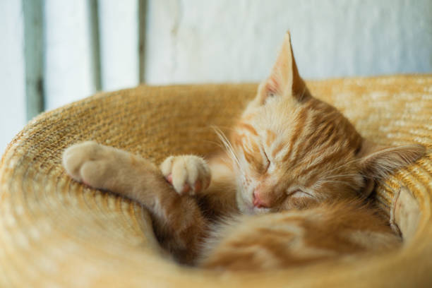 Play with lovely cats