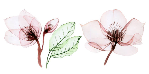 透明な花の水彩画イラスト。透明なヘレボルスの花と白い背景に隔離された葉のセット。パステルピンクの色の花。結婚式、休日のデザインのために。パターン - sepia toned floral点のイラスト素材／クリップアート素材／マンガ素材／アイコン素材